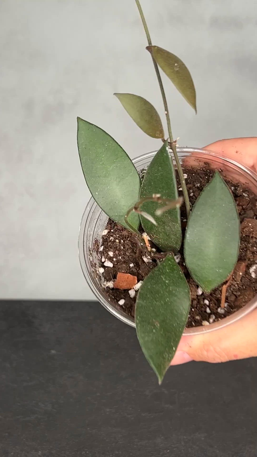 Hoya sp Cebu City
